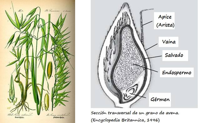 Izda: Dibujo de la planta de la avena. Drcha: Sección longitudinal de la estructura de un grano de avena